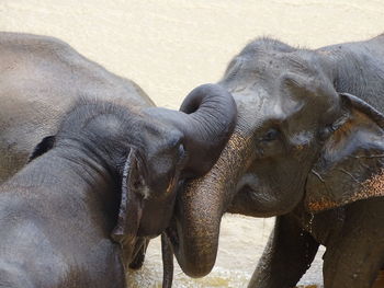 Close-up of elephant