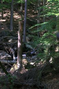 Trees in forest