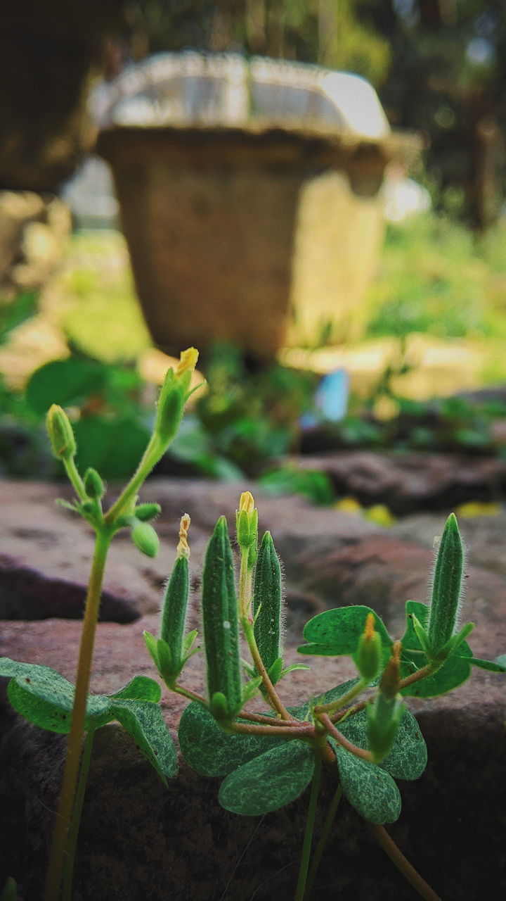 CLOSE-UP OF FRESH GREEN PLANT