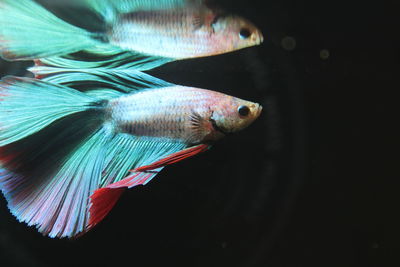 Close-up of fish swimming in sea