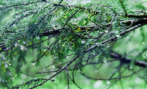 Close-up of wet tree branch