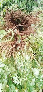 High angle view of vegetables on plant