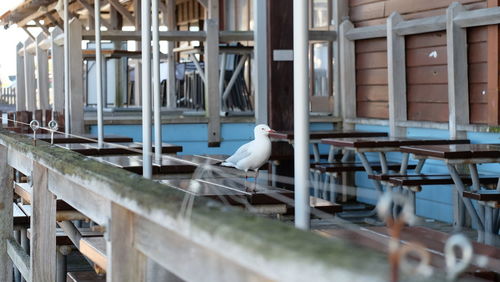 Seagull perching on table