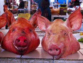 Close-up of an animal for sale at market stall