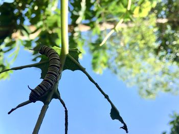 Low angle view of leaves on tree against sky