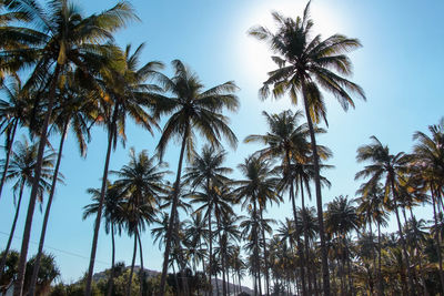 Beautiful coconut tree farm on the island of srau, pacitan, east java