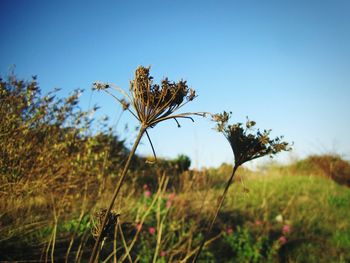 Close-up of flowering plant on land against sky