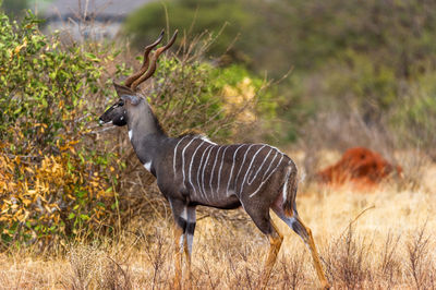 Giraffe standing in grass