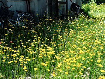 Flowers growing in field