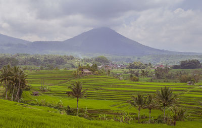 Scenic view of agricultural field against sky