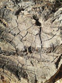 Full frame shot of tree stump