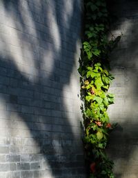 Close-up of potted plants