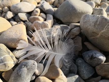 High angle view of a feather on pebbles on beach