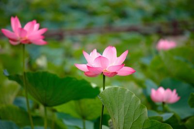 Close-up of lotus water lily