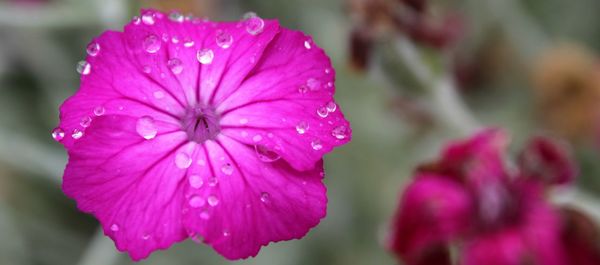 Close-up of wet pink flower