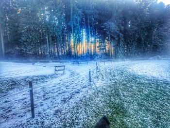 Snow covered trees in winter