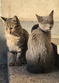 Portrait of cats sitting outdoors