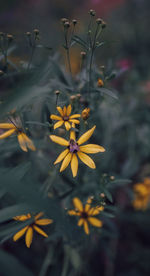 Close-up of yellow flowering plant