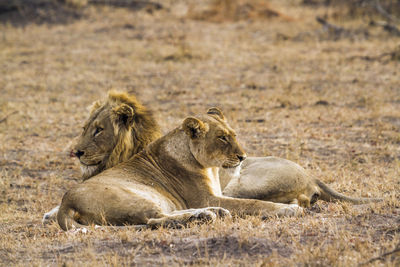 Lion relaxing in a field