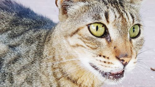 Close-up portrait of a cat