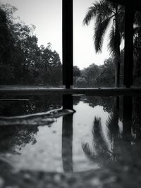 Reflection of trees in water