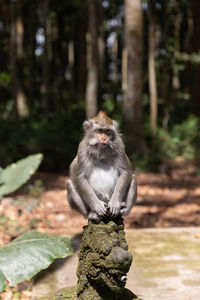 Portrait of monkey sitting in a forest