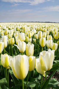 Tulips blooming on field against sky