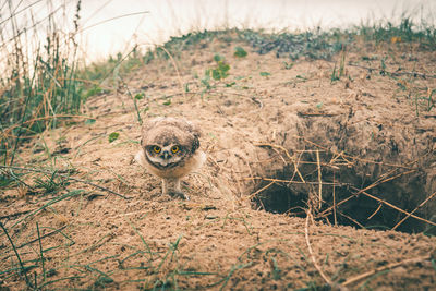 Bird on field