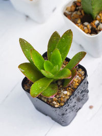 High angle view of succulent plant on table