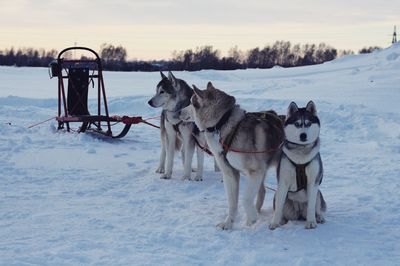 Dogs on snow covered field against sky