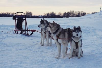 Dogs on snow covered field against sky