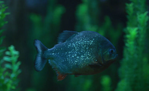 Close-up of fish swimming in sea