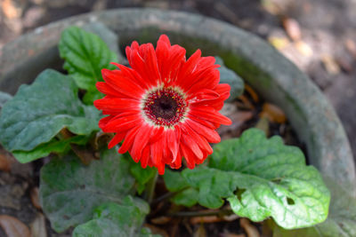 Close-up of red flower