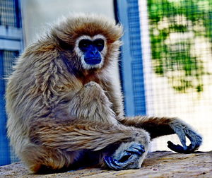 Gibbon or hylobates lar