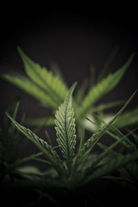 Close-up of plant against black background