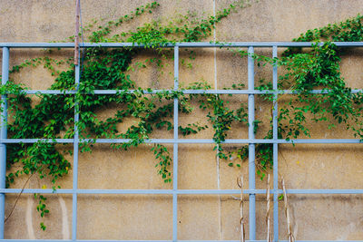 Ivy growing on wall