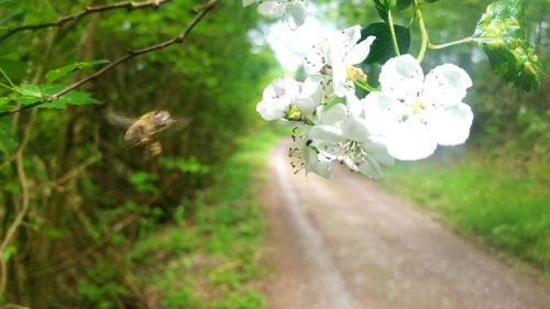 White flowers growing on tree