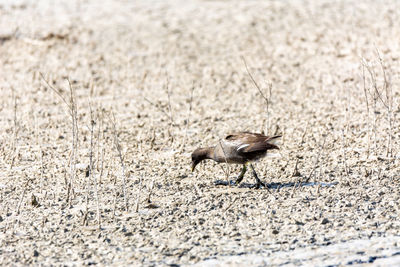 Side view of bird on ground
