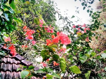 Close-up of flowers blooming on tree