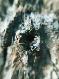 Close-up of lizard on tree trunk