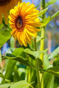 Close-up of sunflower on plant