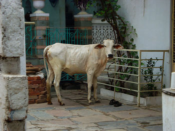 Horse standing against the wall of a building