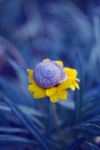 Snail on a flower