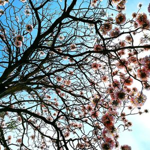 Low angle view of tree against sky