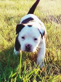 Dog standing on grassy field