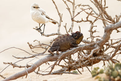 Low angle view of birds perching on tree