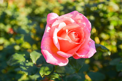 Close-up of pink rose blooming outdoors