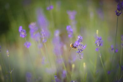 Close-up of purple lavender flowers