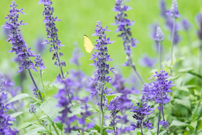 Close-up of butterfly pollinating on purple flowering plant