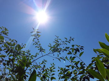 Low angle view of plants against blue sky on sunny day